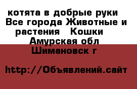 котята в добрые руки - Все города Животные и растения » Кошки   . Амурская обл.,Шимановск г.